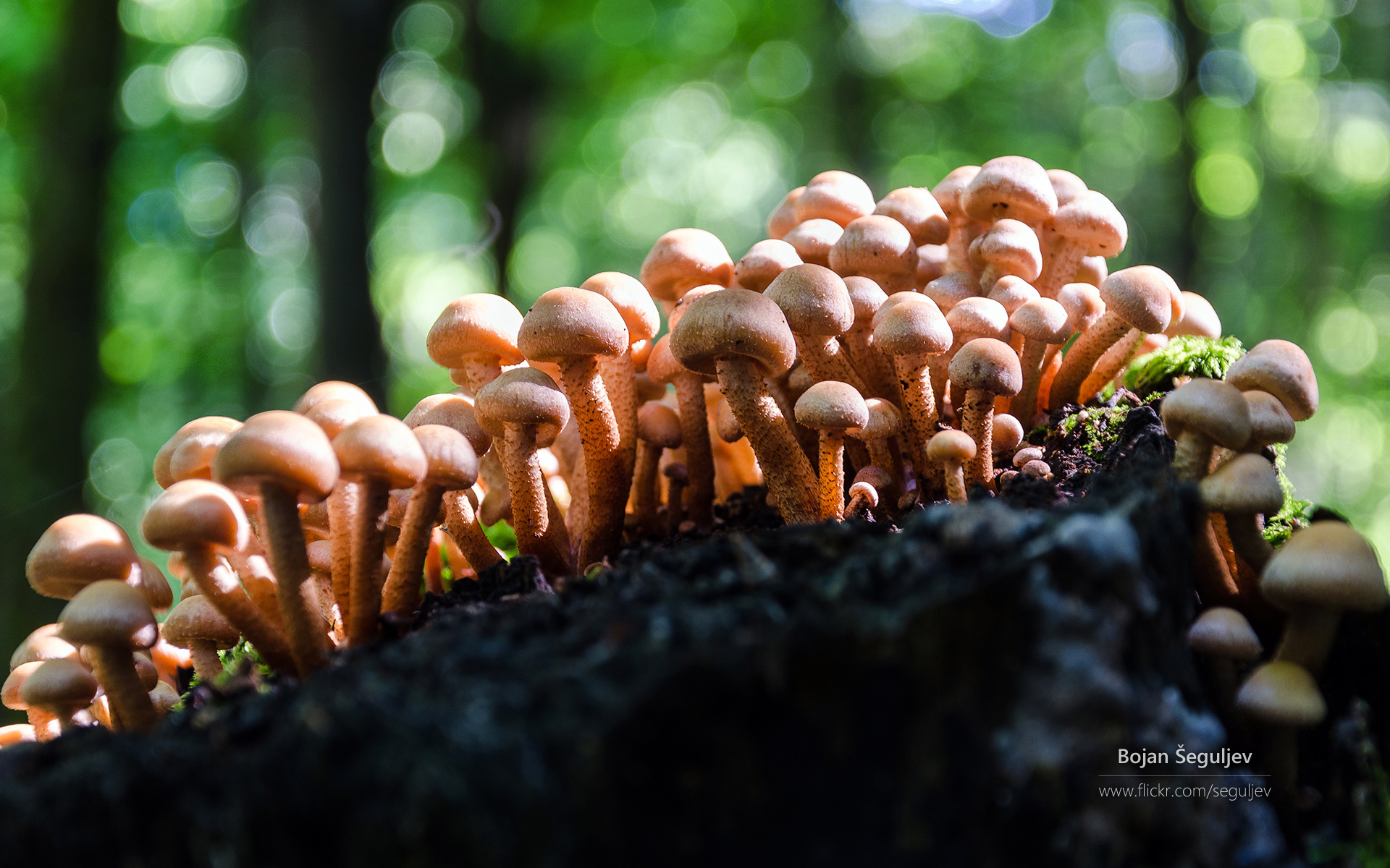 蘑菇 森林 自然 - Pixabay上的免费照片 - Pixabay