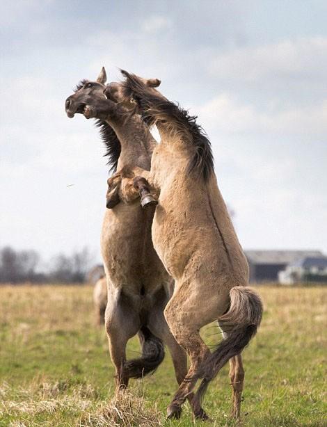 天极图片 社会 搞笑图片 动物 拍摄湿地上演野马为争夺配偶搏斗罕见