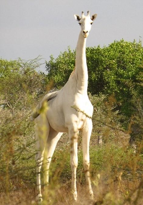 天极图片 社会 搞笑图片 动物 非洲肯尼亚发现一只罕见的纯白长颈鹿
